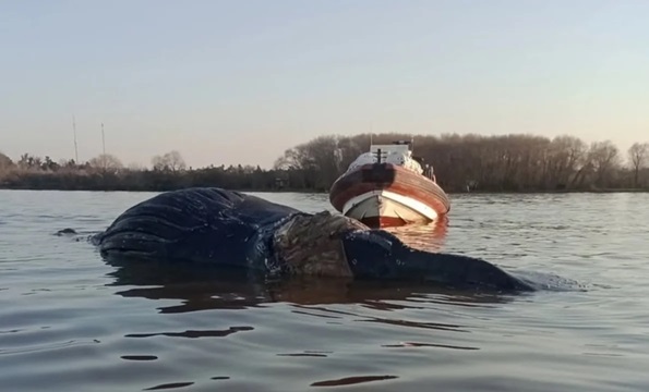 Conmoción en Zárate: apareció una ballena en el Río Paraná y creen que está agonizando