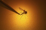 First human case of West Nile virus acquired in Canada this year confirmed