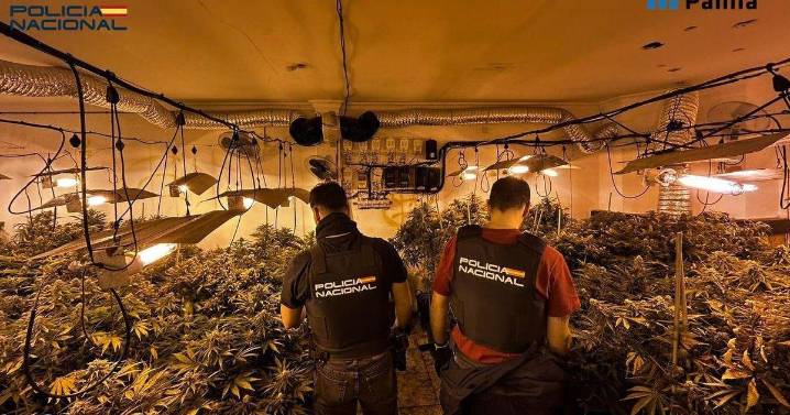 Dos condenados por cultivar un centenar de plantas de marihuana en una casa de la Soledat