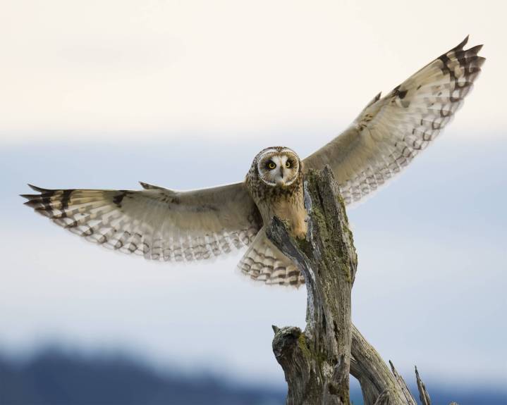 Oak Harbor Library hosts wildlife photography show