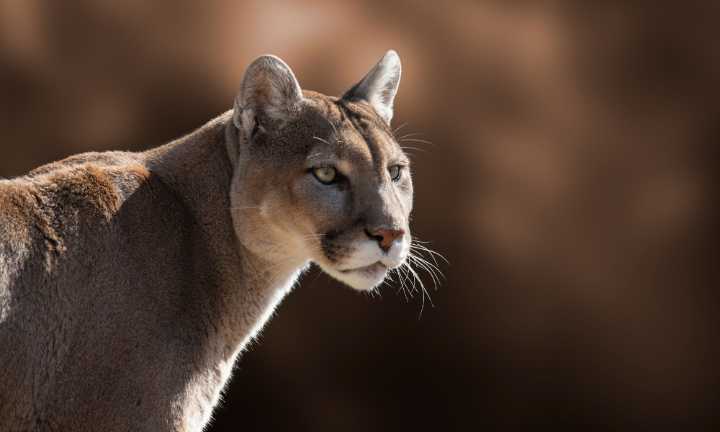 Worker punches cougar in face, survives animal’s attack