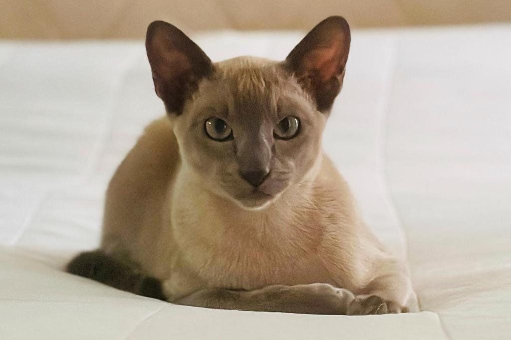 Un gato llamado Leonardo da Pinchy no quiere tu cariño, quiere robar tu ropa interior