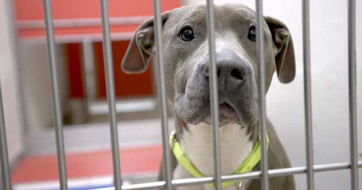 PACC, HSSA hope to prevent 10,000 pet surrenders with new grant