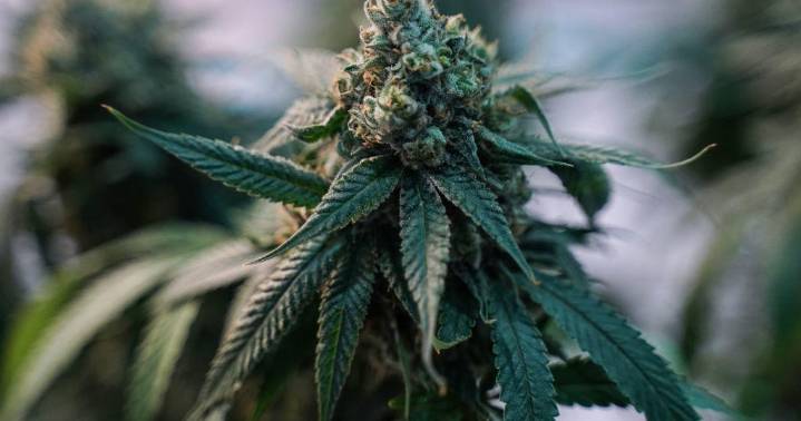 Legal recreational marijuana sales begin Aug. 1 in Delaware