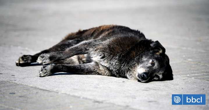 Fiscalía de Antofagasta abre investigación por presunto faenamiento de perros para consumo