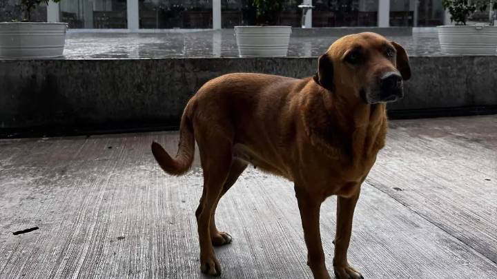 Canela, la guardiana de la parroquia de El Encinar en Nogales