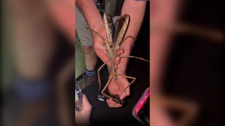 Científicos descubren en una selva remota tropical el insecto más pesado de Australia y con una longitud de 40 centímetros
