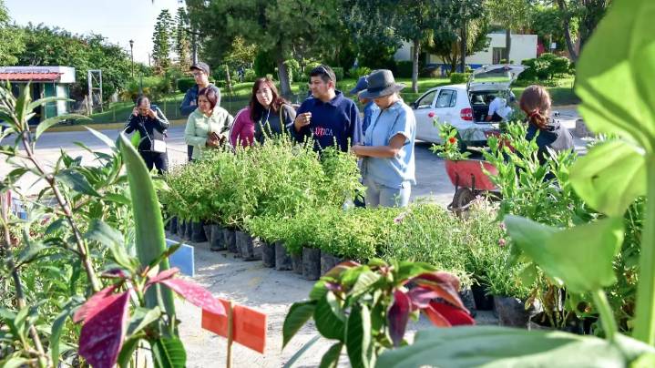 ¡Más de 20 mil plantas entregadas! Conoce más sobre este programa que busca transformar la ciudd con más áreas verdes