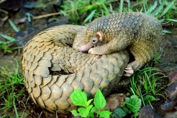 To save pangolins, we need to change the narrative (commentary)