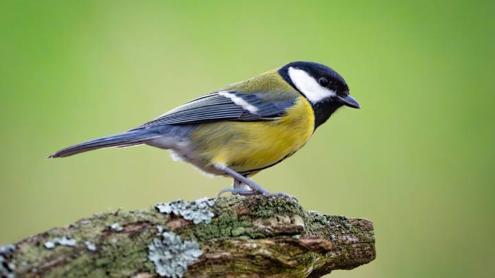 Researchers find that songbirds sometimes get 'divorced'