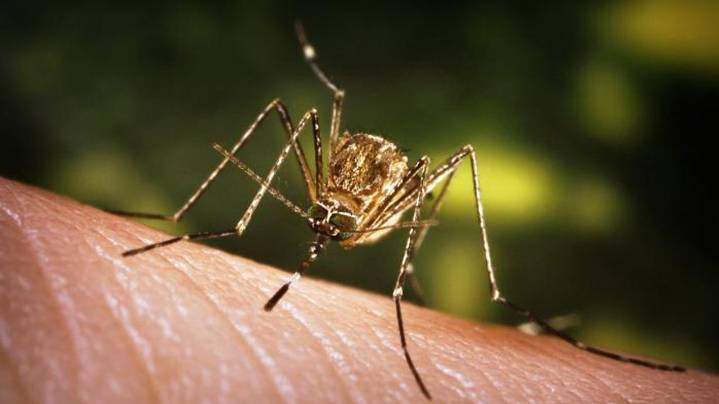 One person in Hays County tests positive for West Nile virus
