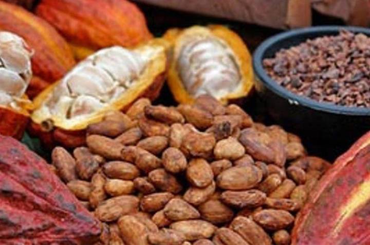 50 toneladas de cacao venezolano fueron exportados hacia Rusia