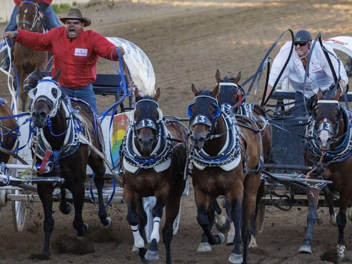 Chuckwagon horse injured Saturday at Calgary Stampede races
