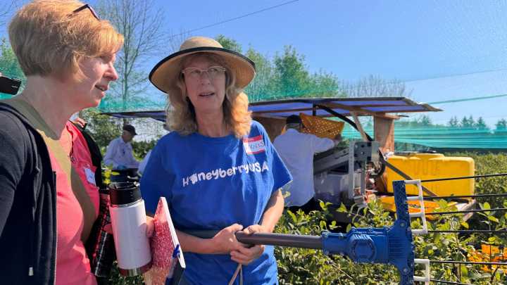 Cold-hardy honeyberries are ripe for connection, community