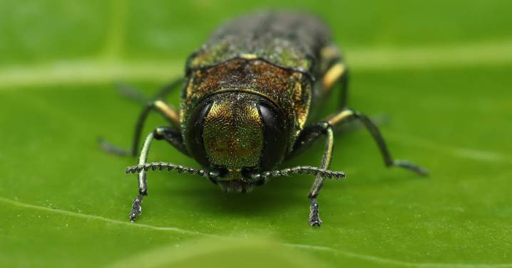 How a tree-killing beetle chose wrong human to fly into, revealing presence in B.C.