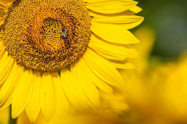 Your guide to the 2025 Frankenmuth Flower Festival