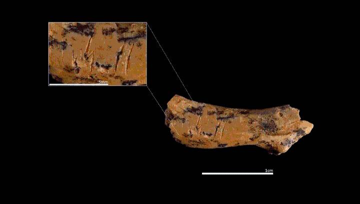 850,000-Year-Old Homo Antecessor Remains Suggest Ancient Child Was Decapitated And Eaten By Its Own Kind