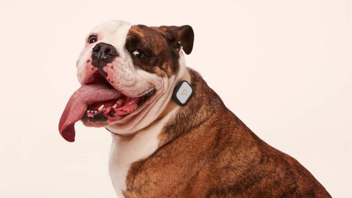 Acquisition sends thousands of Whistle pet trackers to IoT graveyard