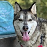 CAPA Pet of the Week: Manny