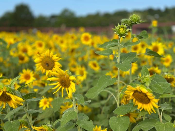 How does this garden grow? Williamsburg Community Growers brings garden space, fresh produce to the community