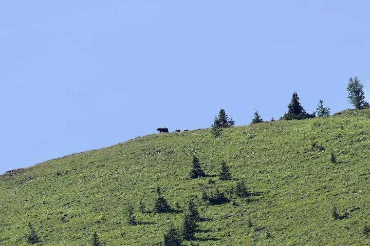 This grizzly followed a Calgary couple along a popular trail until they finally roared at it