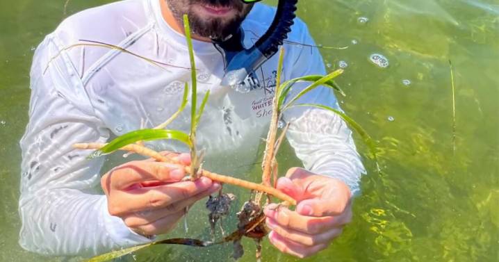 Florida Oceanographic Society researcher makes key discoveries that could aid seagrass restoration