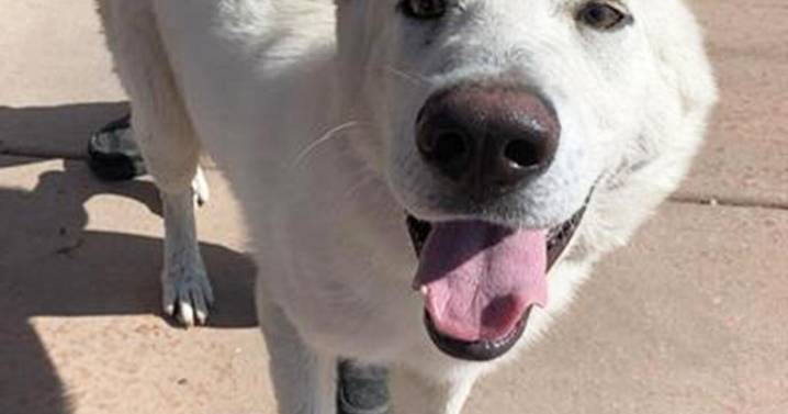 Roswell Animal Services