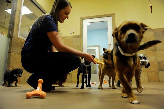 PetSmart used dog grooming school to ‘trap’ employees, Colorado lawsuit says