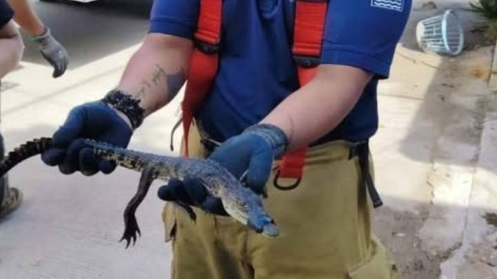 Cocodrilos a salvo: reptiles capturados no son sacrificados por ser especie protegida