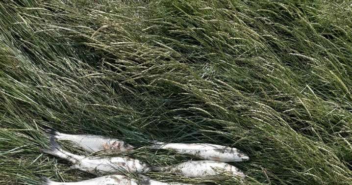 Illegal fishing net seized from River Adur at Shoreham