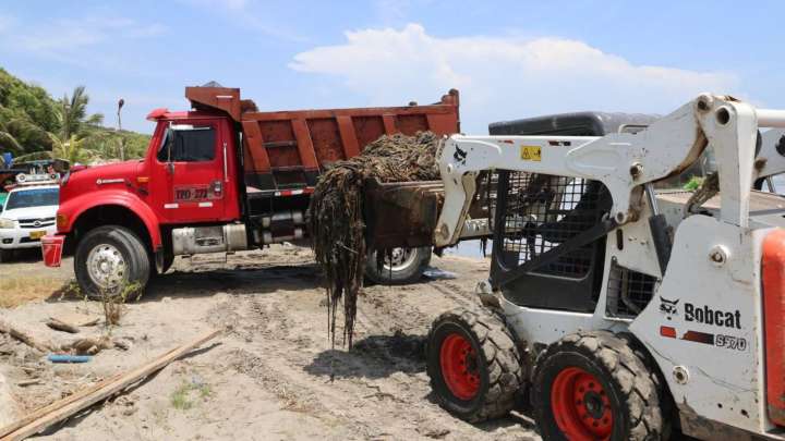Más de 30 toneladas de tarulla se han recolectado en las playas de Salgar