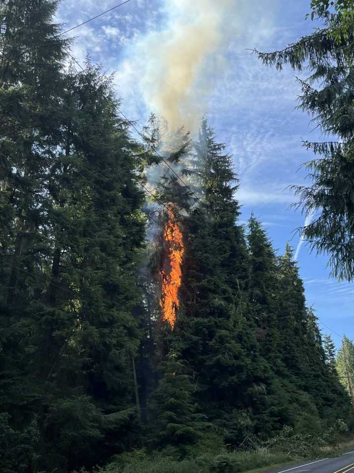 Fallen tree hits powerlines, ignites fire in Greenbank