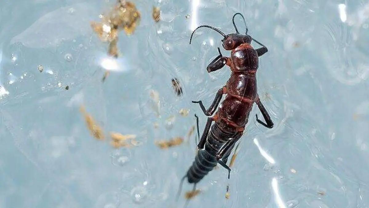 Dragón de la Patagonia, el extraño insecto que vive en glaciares andinos
