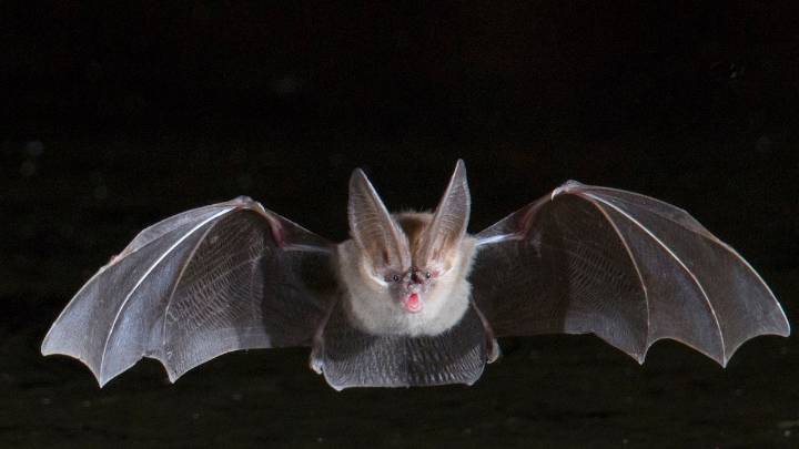 A tourist ended up with a wild bat in her mouth — and nearly $21,000 in medical bills – NBC Bay Area