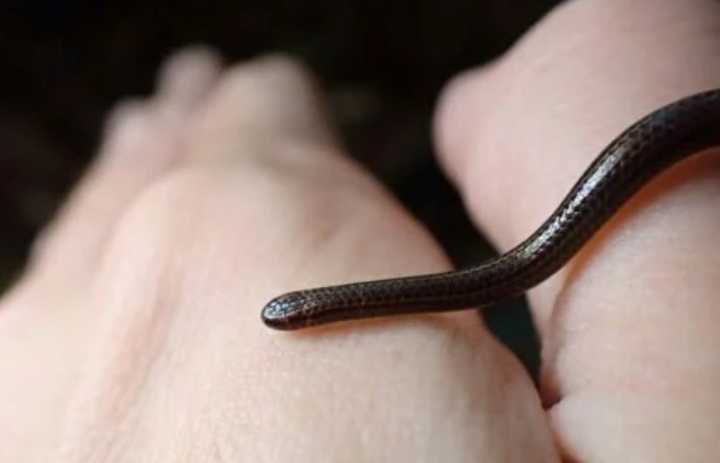 Reaparece serpiente más pequeña del mundo en Barbados