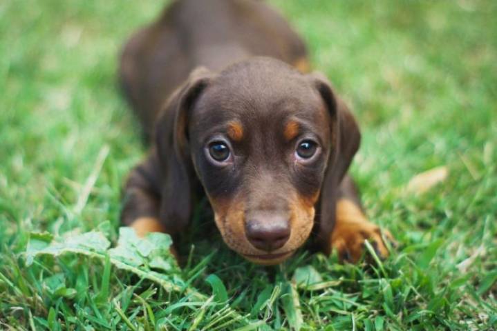 Vacunación antirrábica y servicios para mascotas en Concord
