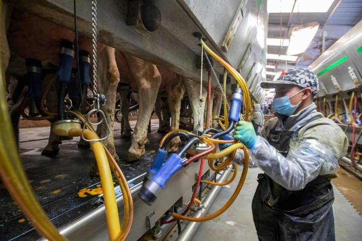 Immigration crackdown could stymie efforts to fight bird flu outbreak, experts fear