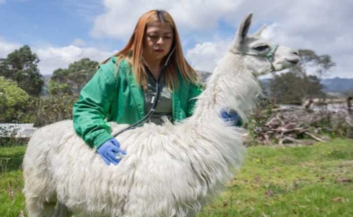 Censo de llamas en Bogotá: inicia plan de protección animal