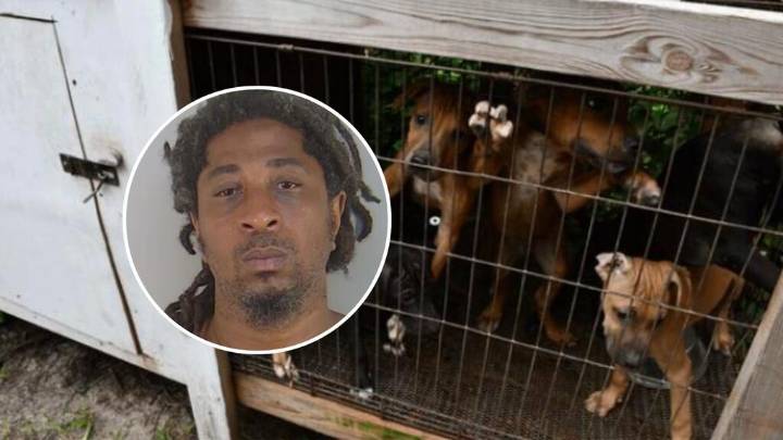 Cateo revela caso de maltrato animal: hallan a 29 perros encadenados y heridos en predio de Florida