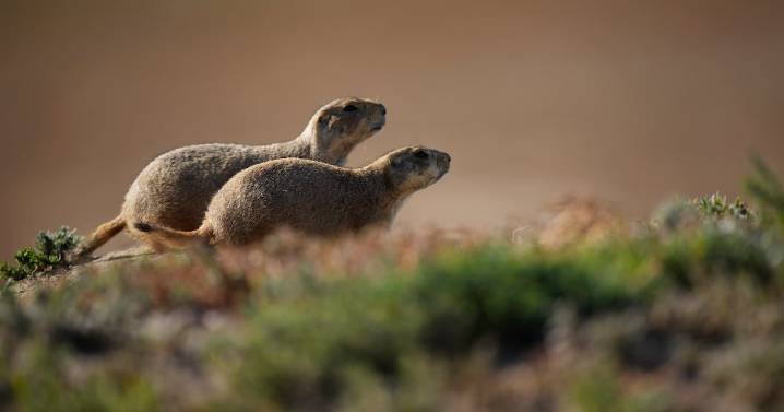 Plague kills northern Arizona resident