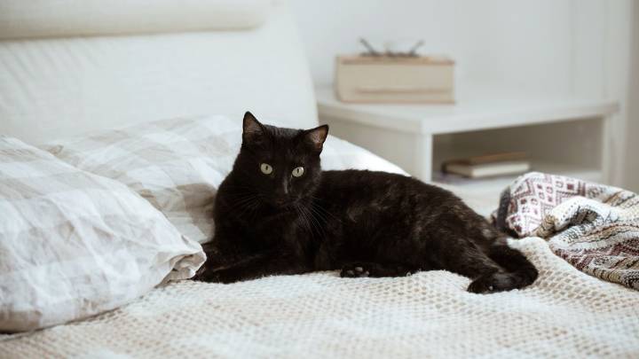 Why Is My Cat Peeing on My Bed?