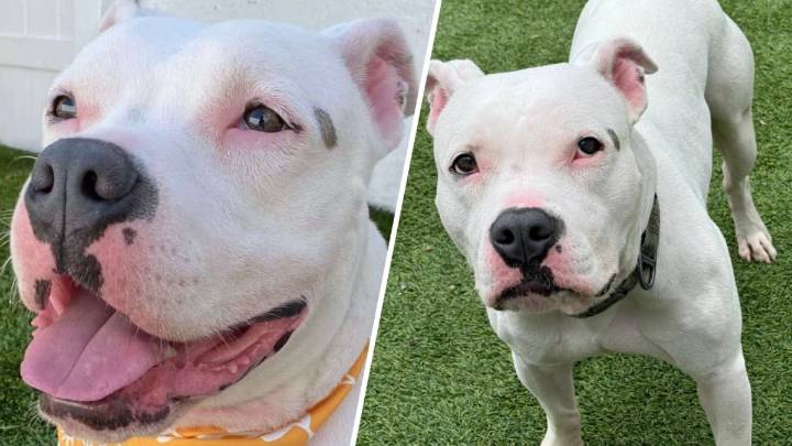 Where’s Marshmallow? NY animal rescue says CT woman never returned their dog