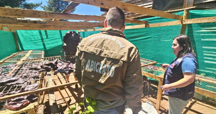 Van 15 detenidos por abigeato en Ñuble este año: falta de declaraciones formales complica trazabilidad