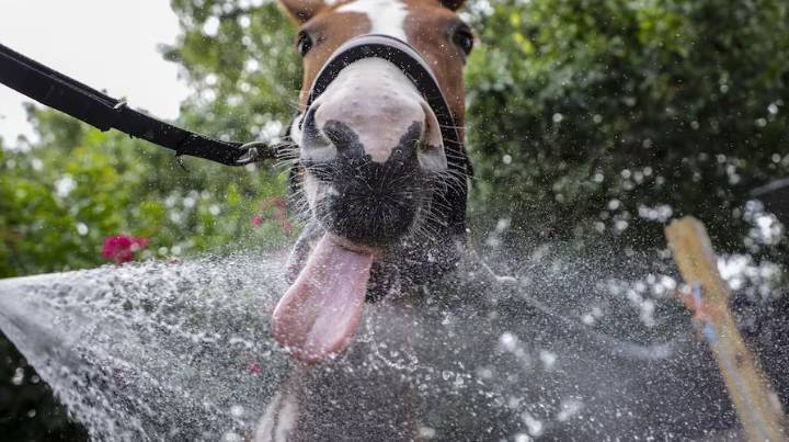 Hillsborough anuncia una alerta de calor para el jueves e insta a los residentes a tomar precauciones hasta el domingo