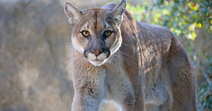 Mountain lion bites 4-year-old on popular Olympic National Park trail