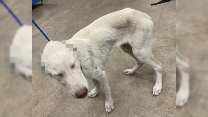 Desnutridos, heridos y olvidados: rescatan a 10 perros en el norte de Texas: hay un arrestado