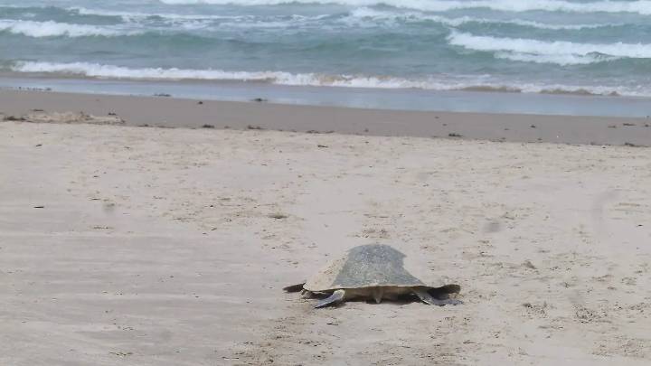 La importancia de no hacer hoyos en la arena y la preservación de la tortuga lora en Tamaulipas