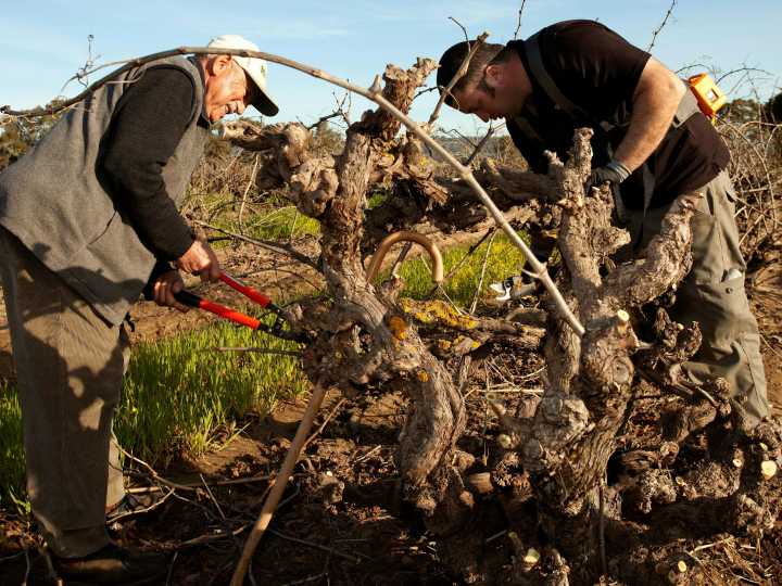 Vinos de baja intervención: una tendencia en alza en el mundo