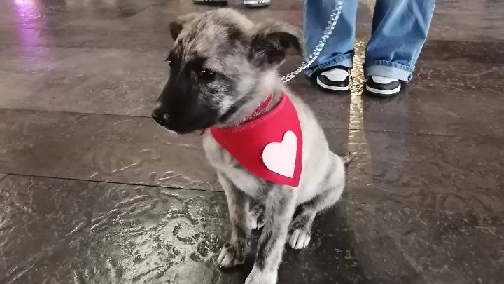 Feria de Patitas 2025: “Vika”, “Frankie” y otros perritos lograron encontrar un hogar en Camerino Z. Mendoza
