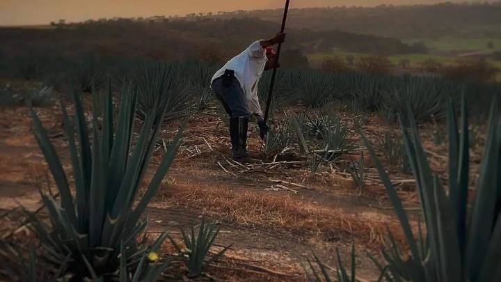 25 años de lucha: Así fue el camino del mezcal de Morelos hasta lograr su denominación de origen